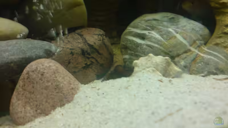 Besatz im Aquarium Becken 11519 von Ahmet Degerli (28)