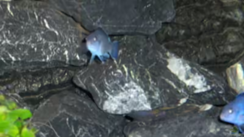 Besatz im Aquarium Becken 11539 von rhinshev (4)