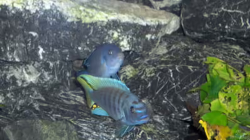 Besatz im Aquarium Becken 11539 von rhinshev (5)