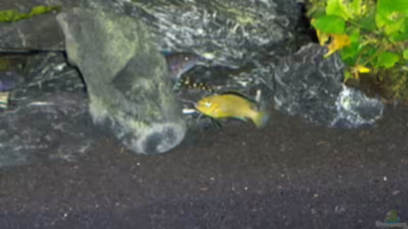 Besatz im Aquarium Becken 11539 von rhinshev (6)