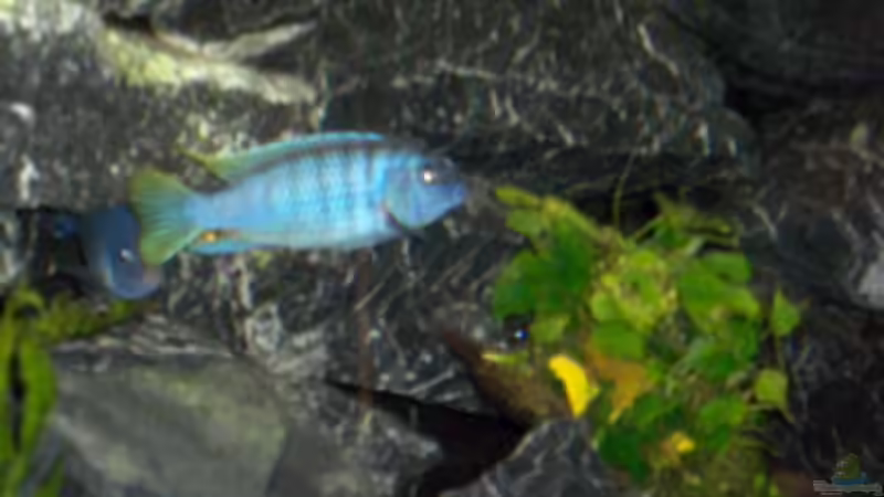 Besatz im Aquarium Becken 11539 von rhinshev (7)