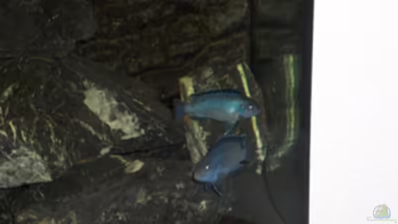 Besatz im Aquarium Becken 11539 von rhinshev (8)