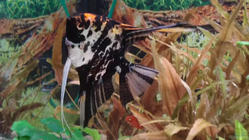 Besatz im Aquarium Becken 11557 von Marco Klein (10)