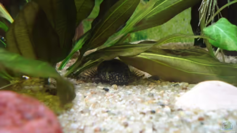 Besatz im Aquarium Becken 11557 von Marco Klein (14)