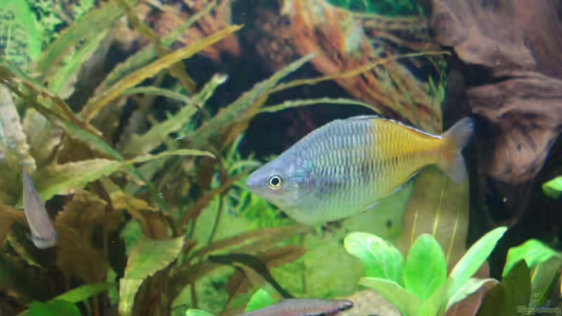 Besatz im Aquarium Becken 11557 von Marco Klein (15)