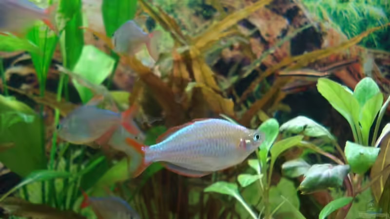 Besatz im Aquarium Becken 11557 von Marco Klein (16)