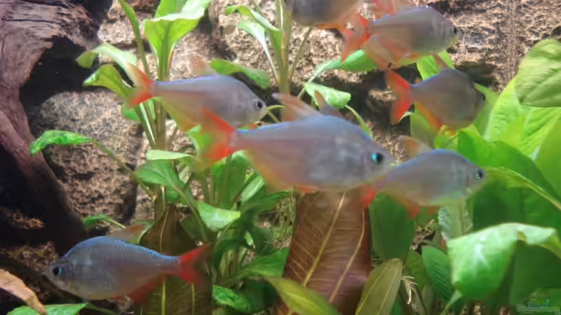 Besatz im Aquarium Becken 11557 von Marco Klein (21)