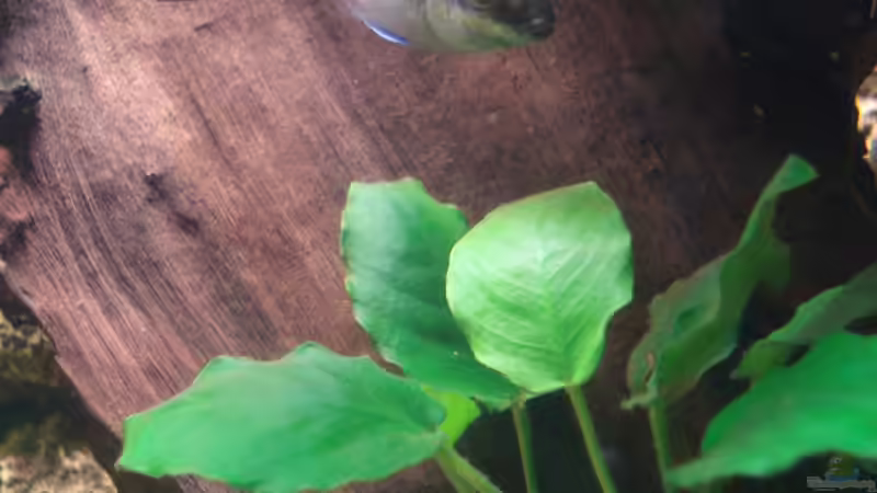 Besatz im Aquarium Becken 11557 von Marco Klein (22)