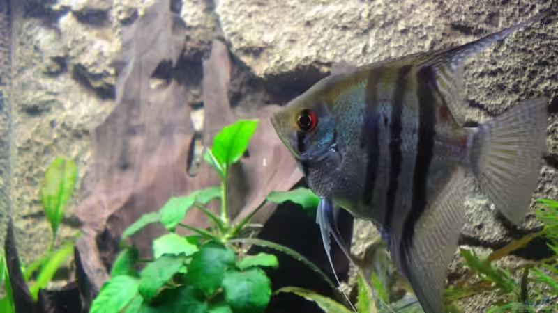 Besatz im Aquarium Becken 11557 von Marco Klein (23)