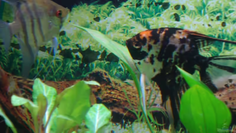 Besatz im Aquarium Becken 11557 von Marco Klein (9)