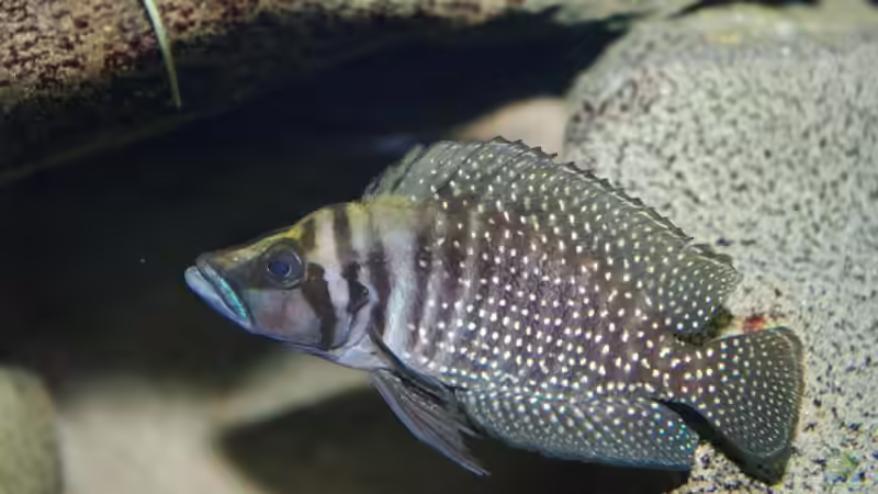 Besatz im Aquarium Becken 11564 von Austauscher (10)