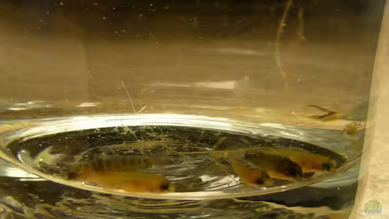 Besatz im Aquarium Becken 11564 von Austauscher (11)