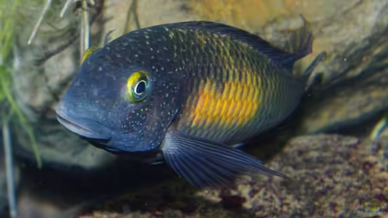 Besatz im Aquarium Becken 11564 von Austauscher (2)