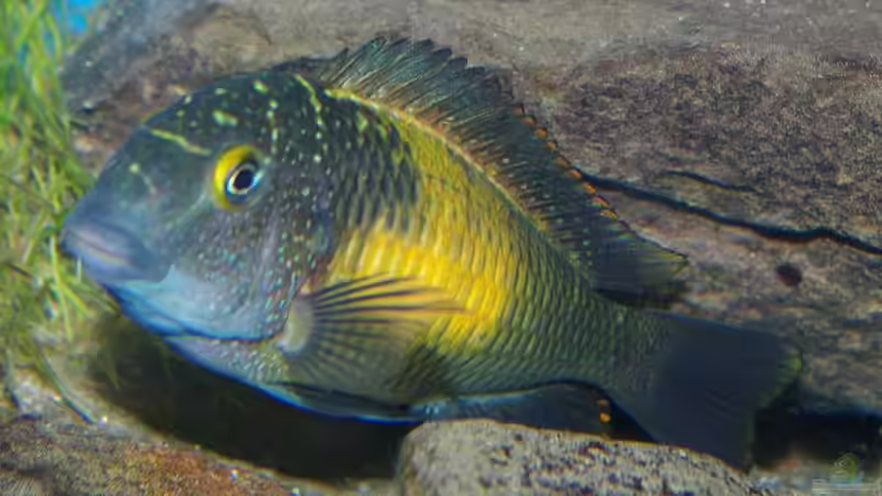 Besatz im Aquarium Becken 11564 von Austauscher (3)