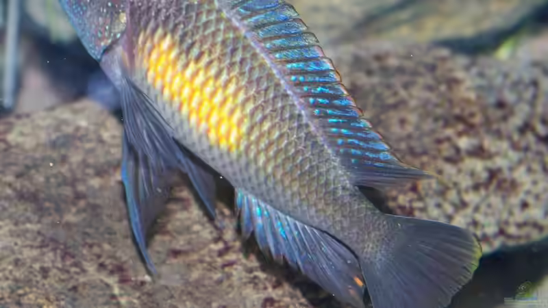 Besatz im Aquarium Becken 11564 von Austauscher (5)