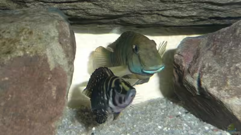 Besatz im Aquarium Becken 11564 von Austauscher (6)