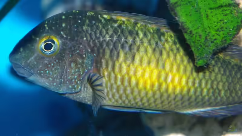 Besatz im Aquarium Becken 11564 von Austauscher (7)