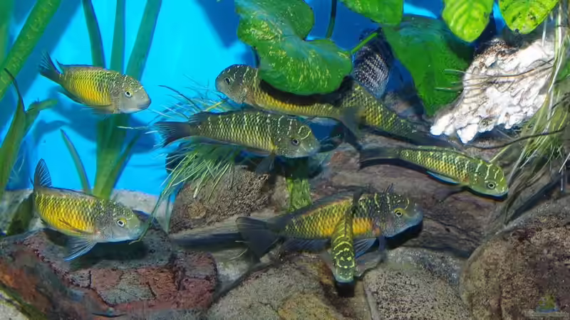 Besatz im Aquarium Becken 11564 von Austauscher (8)