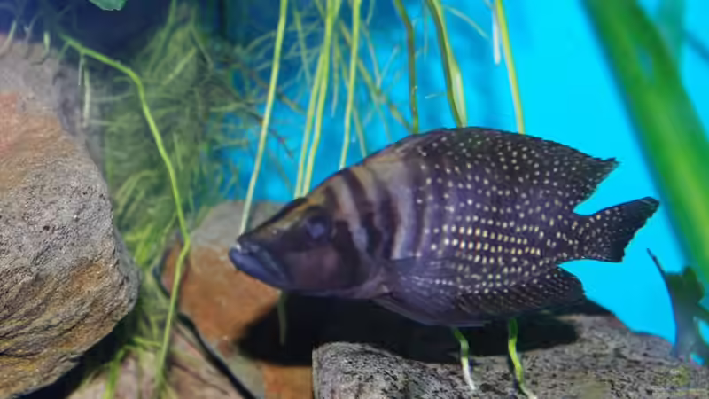 Besatz im Aquarium Becken 11564 von Austauscher (9)