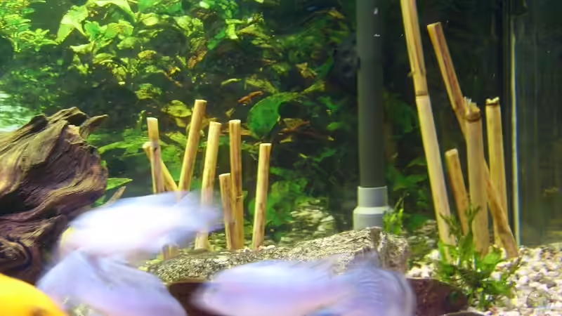 Besatz im Aquarium Becken 11596 von SLK Malawi (10)