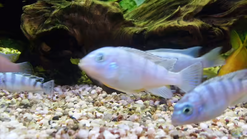 Besatz im Aquarium Becken 11596 von SLK Malawi (14)