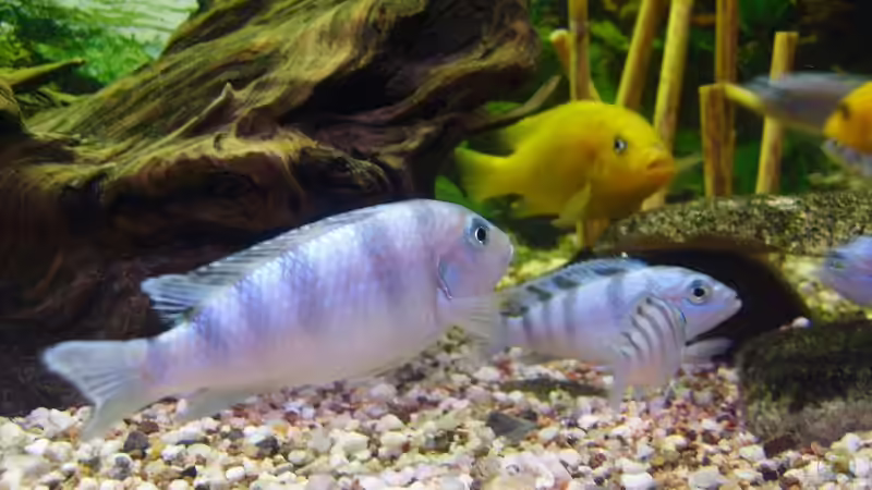 Besatz im Aquarium Becken 11596 von SLK Malawi (15)