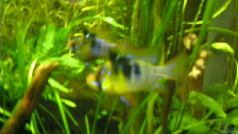 Besatz im Aquarium Becken 11607 von ruepel-rocker (8)