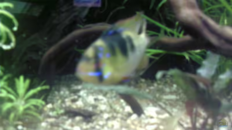 Besatz im Aquarium Becken 11607 von ruepel-rocker (9)