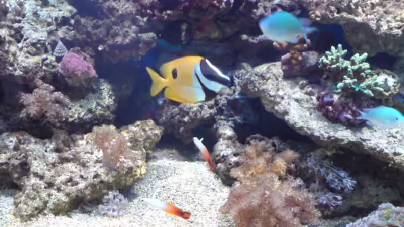 Besatz im Aquarium Becken 11616 von Daniel Reichl (22)