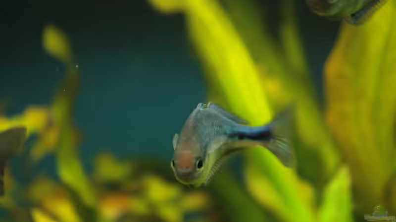 Besatz im Aquarium Becken 11617 von balzman (23)