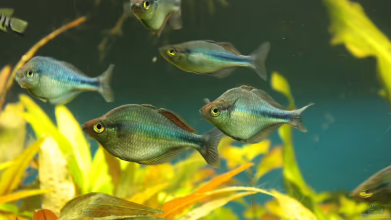 Besatz im Aquarium Becken 11617 von balzman (25)