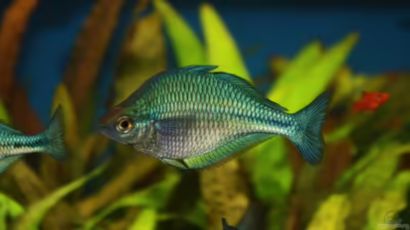 Besatz im Aquarium Becken 11617 von balzman (26)