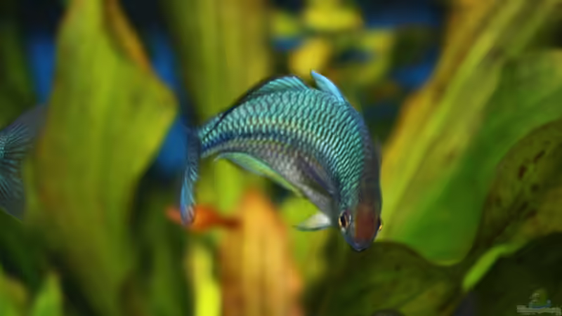 Besatz im Aquarium Becken 11617 von balzman (27)