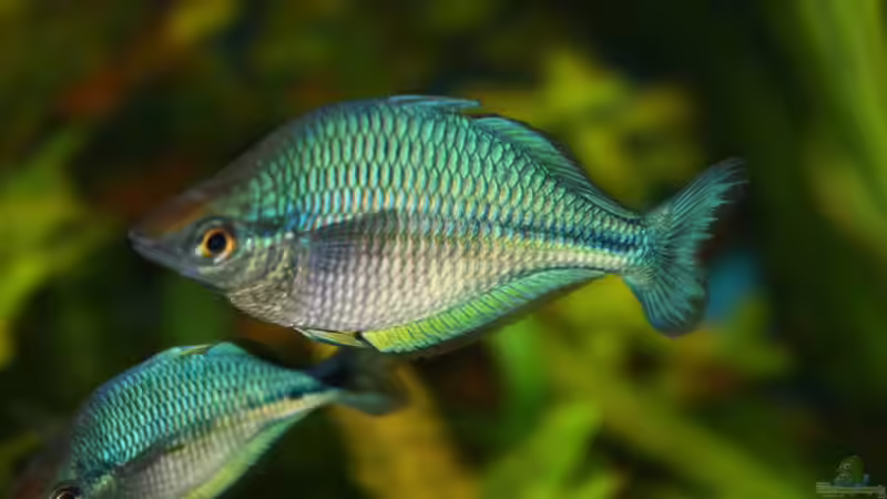 Besatz im Aquarium Becken 11617 von balzman (28)