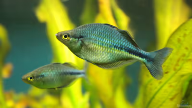 Besatz im Aquarium Becken 11617 von balzman (30)