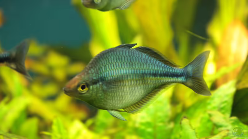 Besatz im Aquarium Becken 11617 von balzman (31)