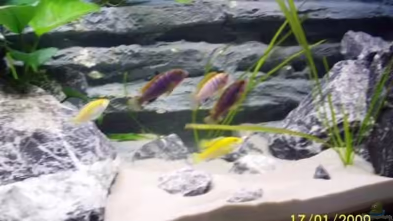 Besatz im Aquarium Becken 11628 von rolli174 (21)