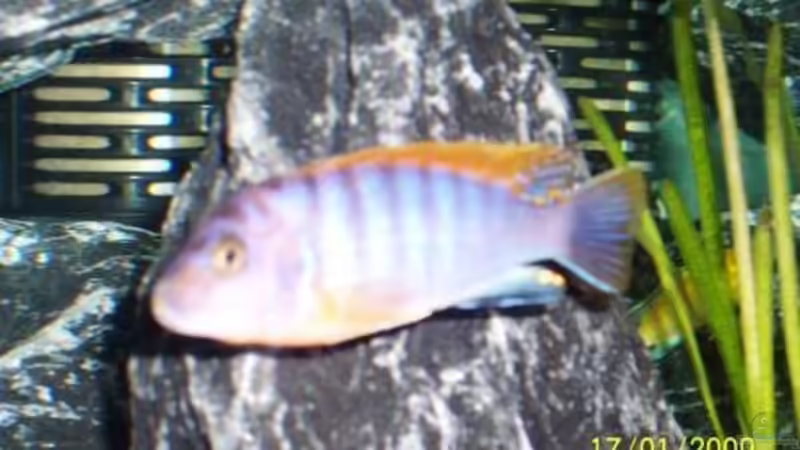 Besatz im Aquarium Becken 11628 von rolli174 (23)