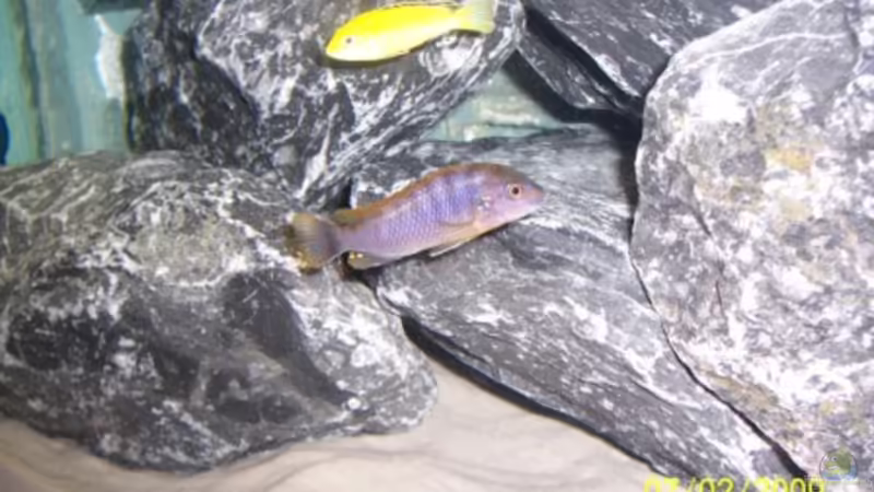 Besatz im Aquarium Becken 11628 von rolli174 (26)