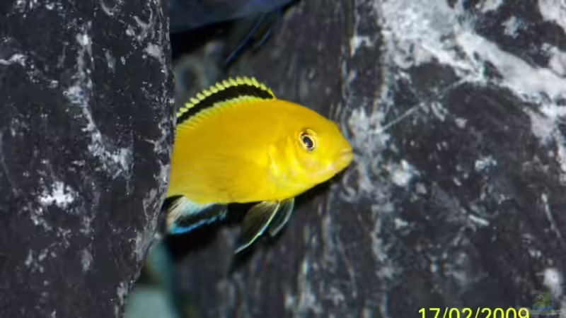 Besatz im Aquarium Becken 11628 von rolli174 (29)