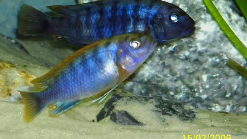 Besatz im Aquarium Becken 11628 von rolli174 (30)