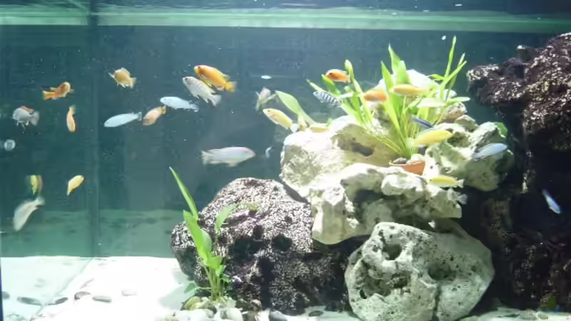 Besatz im Aquarium Becken 1163 von Jürgen Nagl (6)