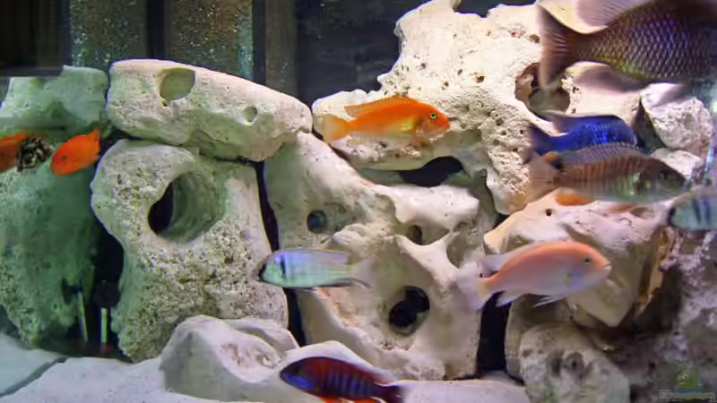 Besatz im Aquarium Becken 1163 von Jürgen Nagl (7)