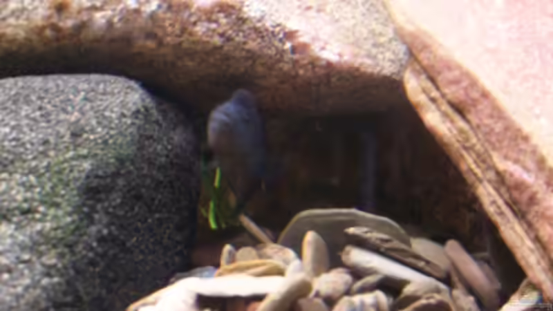 Besatz im Aquarium Becken 11632 von Chris D (6)