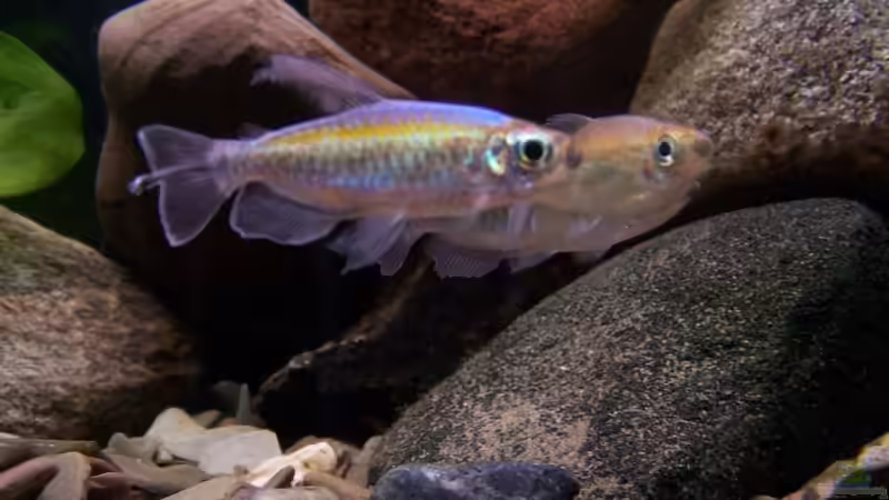 Besatz im Aquarium Becken 11632 von Chris D (7)