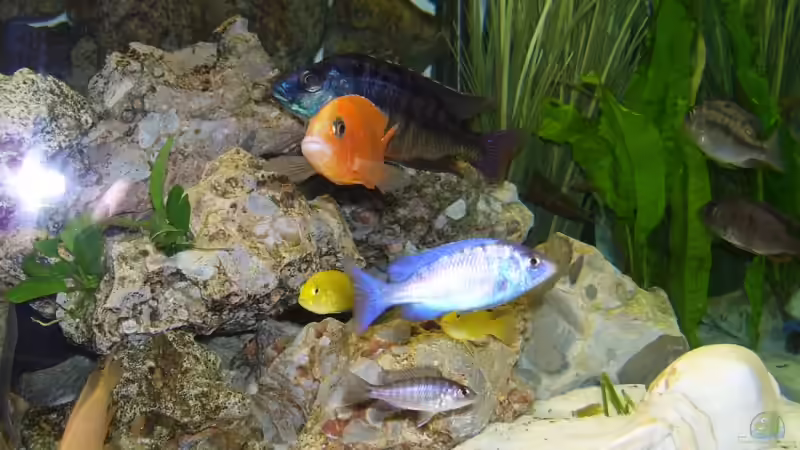 Besatz im Aquarium Becken 11633 von Daniel Tenner (15)