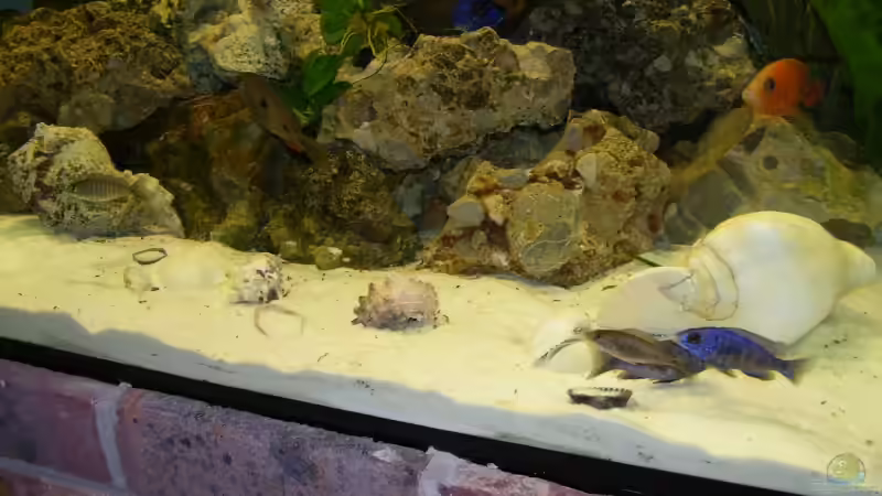 Besatz im Aquarium Becken 11633 von Daniel Tenner (8)