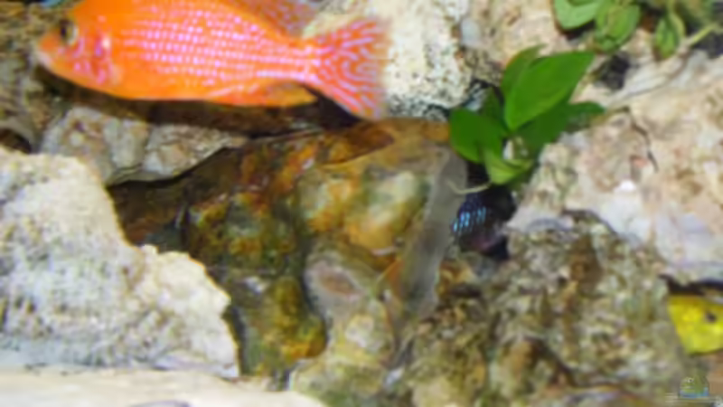 Besatz im Aquarium Becken 11633 von Daniel Tenner (9)