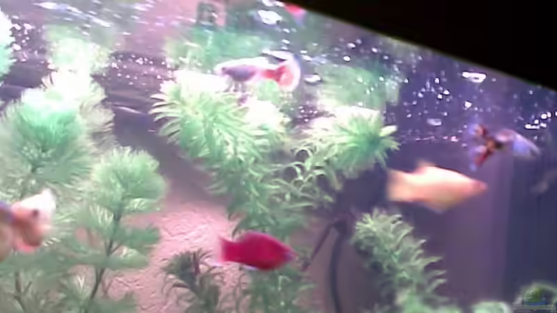 Besatz im Aquarium Becken 11639 von Christina Betz (14)