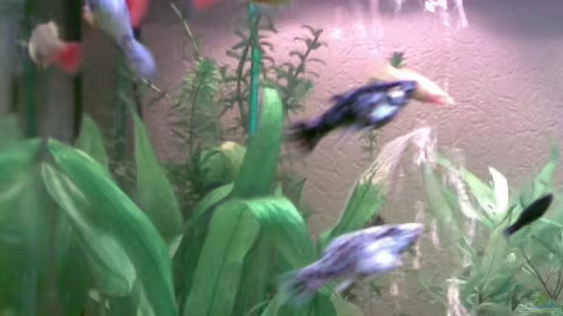 Besatz im Aquarium Becken 11639 von Christina Betz (17)